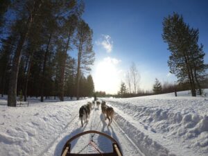 trineo perros baqueira